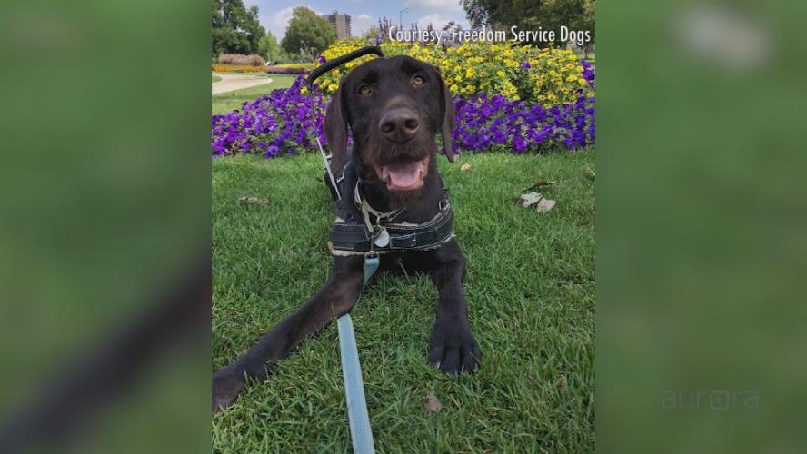 Freedom Service Dogs