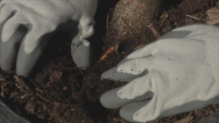 How to Plant a Tree