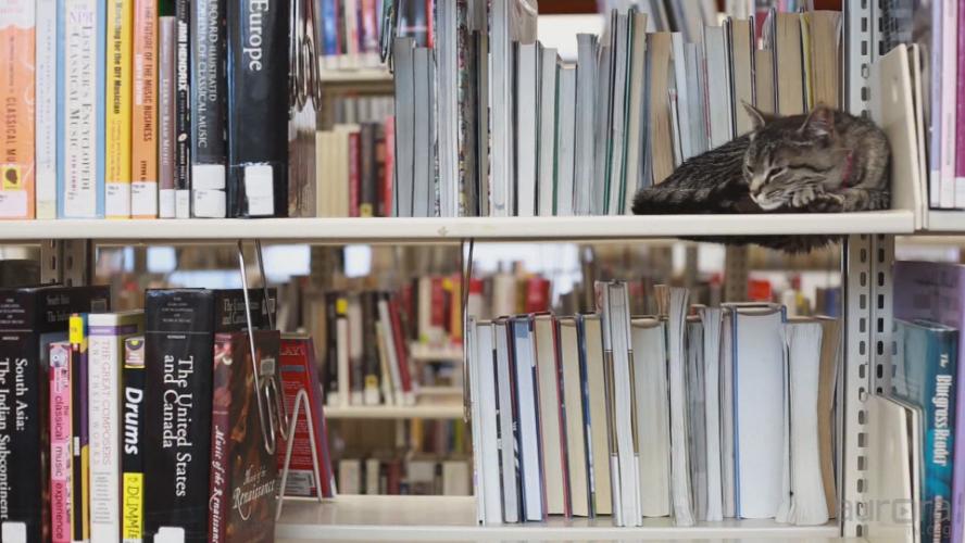 Meet Aurora's New Cat Librarian