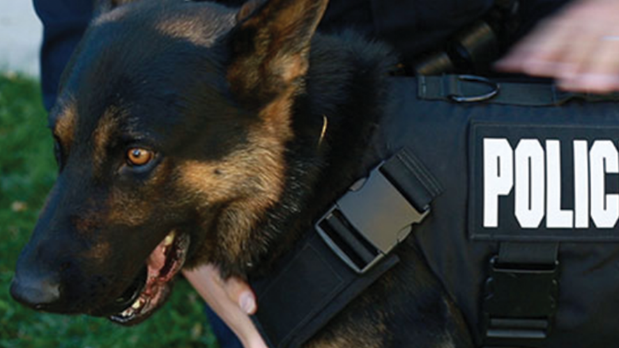 K-9 Deuce - Gets His Vest