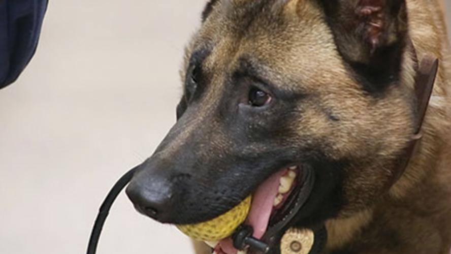K9 Crime Fighters - Polo Gets His Badge