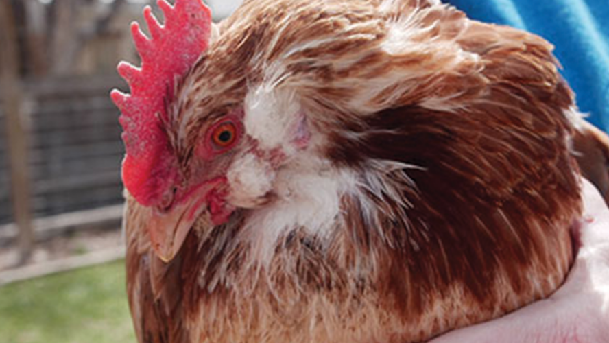 Raising Backyard Chickens