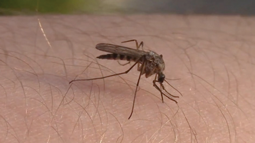 West Nile Virus in Colorado