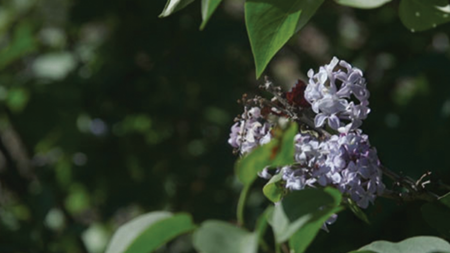 Opportunity to Bloom - Senior Hub
