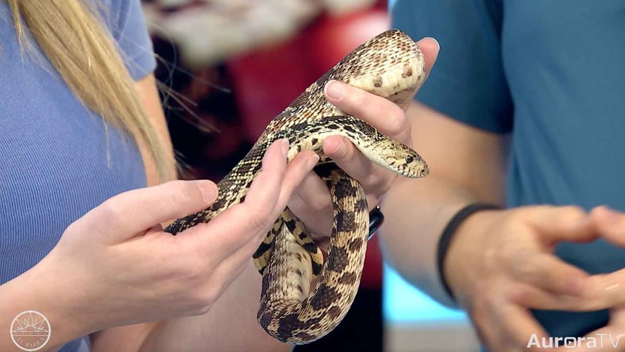 Meet Aurora's Bullsnake Ambassador