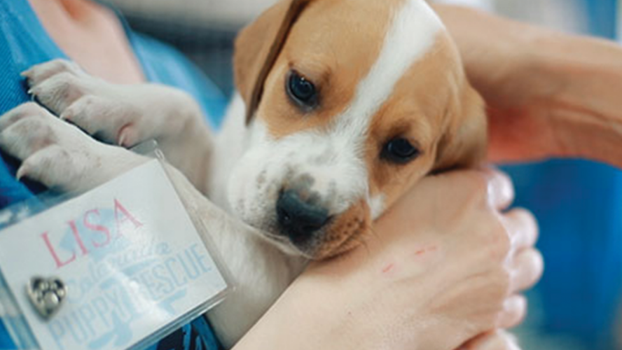 Puppy Rescue Finds Homes for Rural Pups