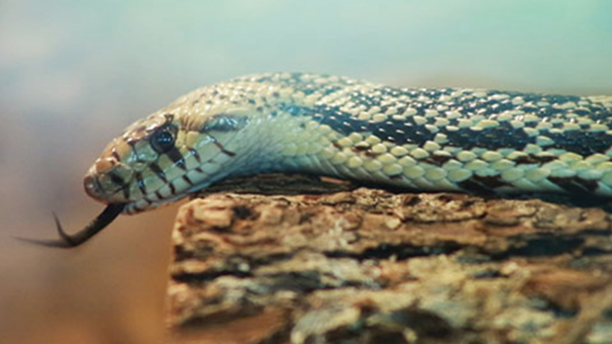 Aurora Snakes 101