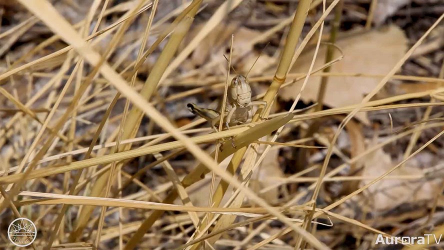 Grasshoppers in Aurora