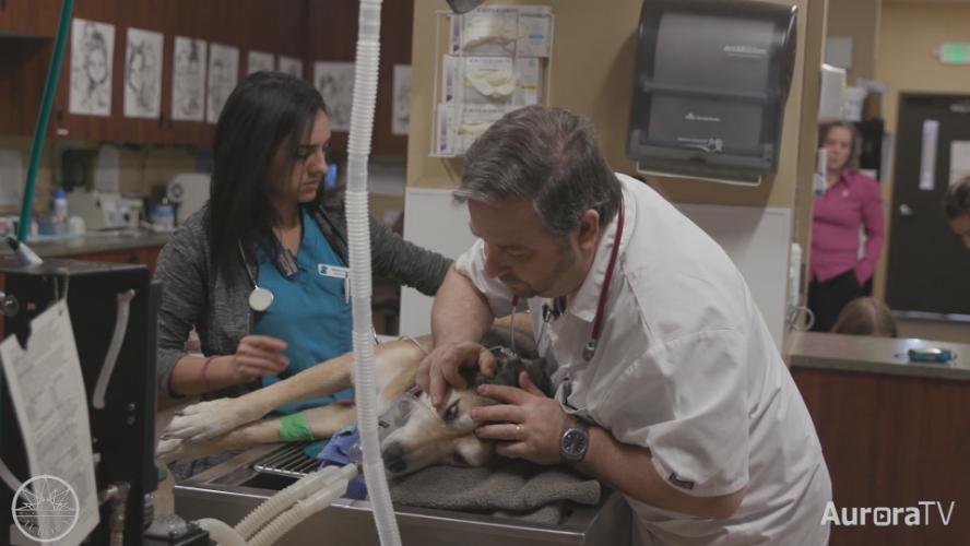 Mile High Animal Hospital of Aurora - 2018 Business Award