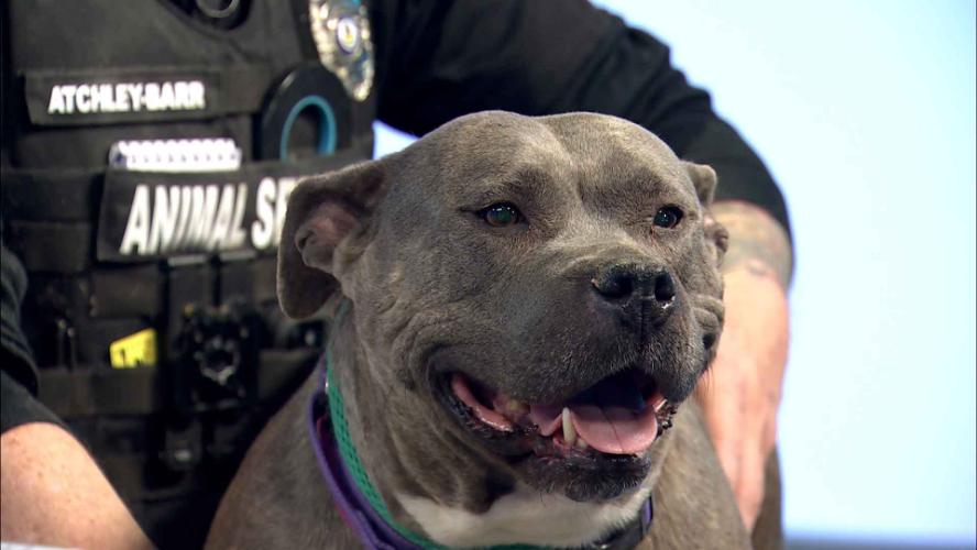 Keeping Your Pup Safe in Cold Weather