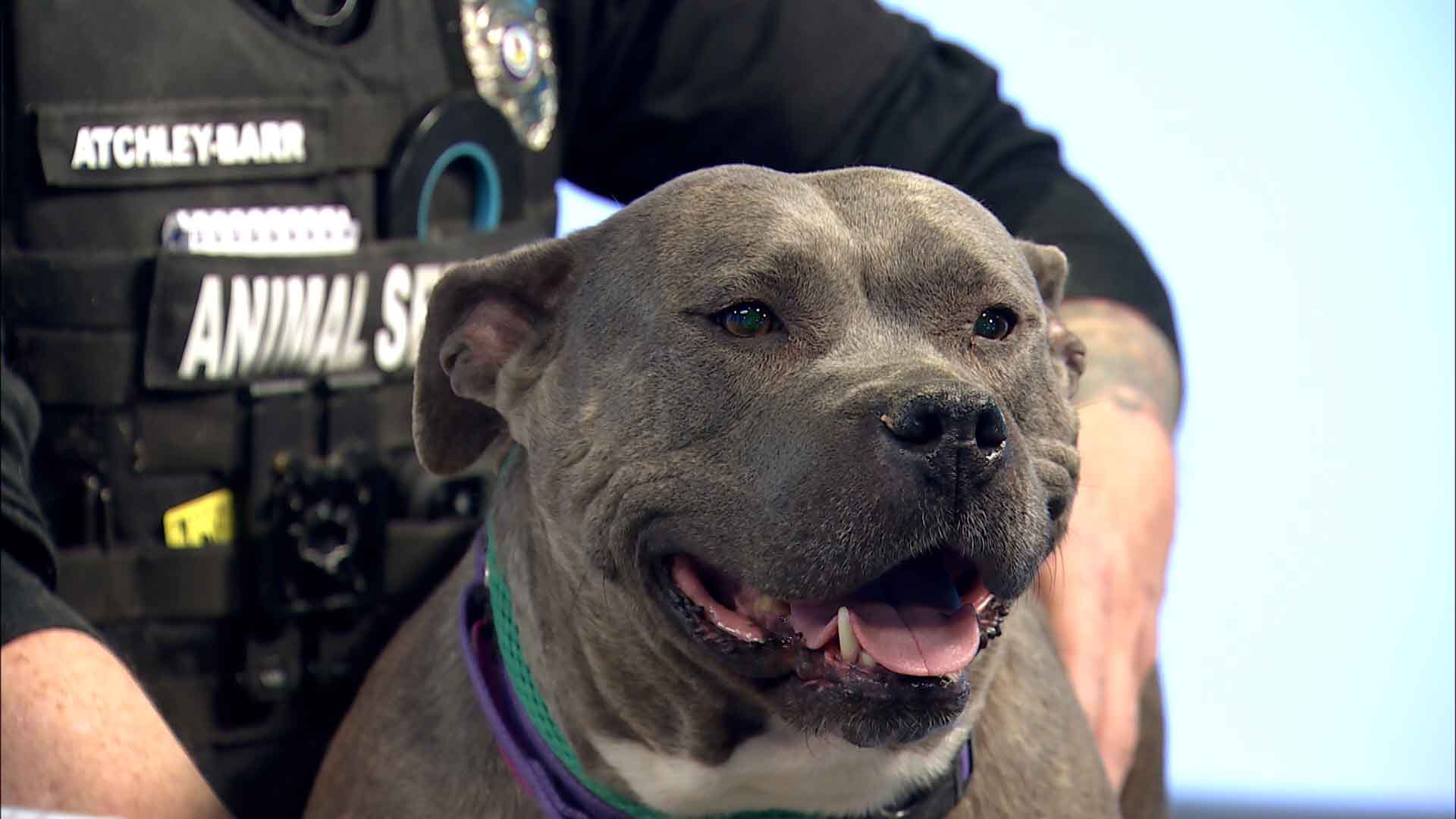 Keeping Your Pup Safe in Cold Weather