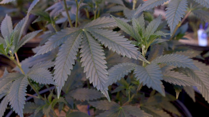 Aurora's 1st Cannabis Greenhouse