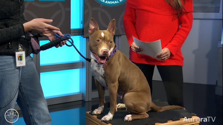 Study The Breed - American Pit Bull Terrier