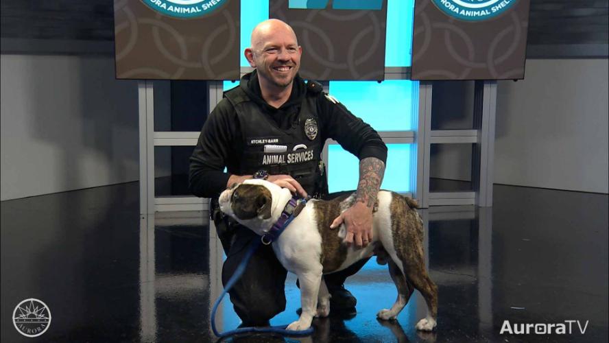 Aurora Animal Shelter Shares Wildlife Safety Tips