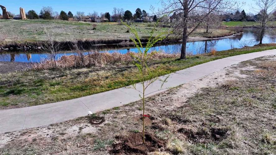 Tree Planting at Utah Park Continues City Initiative