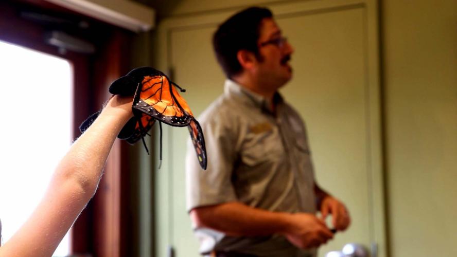 Learn About Monarch Migration in Aurora
