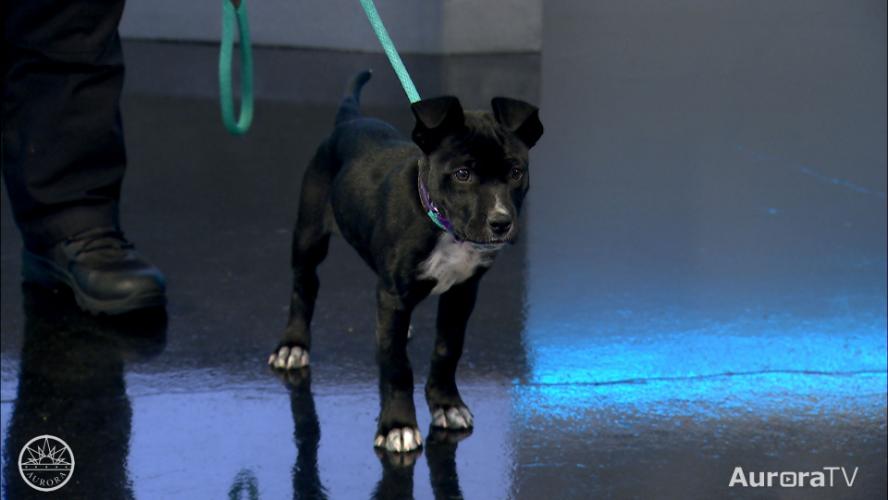 How to Keep Your Pup Safe This Summer