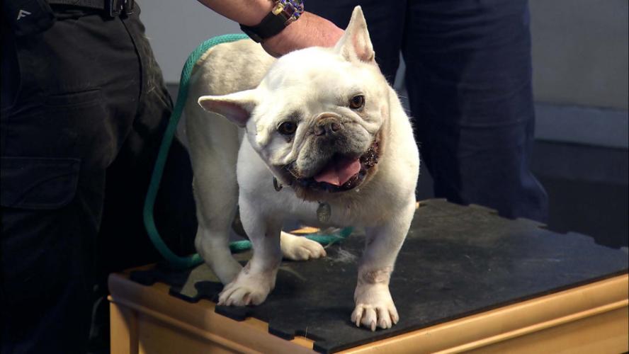 Keep Animals Safe Over 4th of July