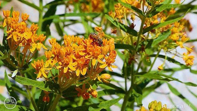 Party for Pollinators 2025