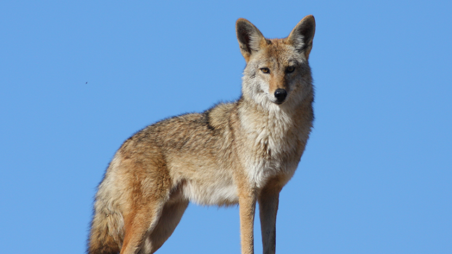 How to Haze a Coyote