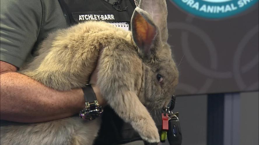 Peanut the Big Bunny Needs a Home