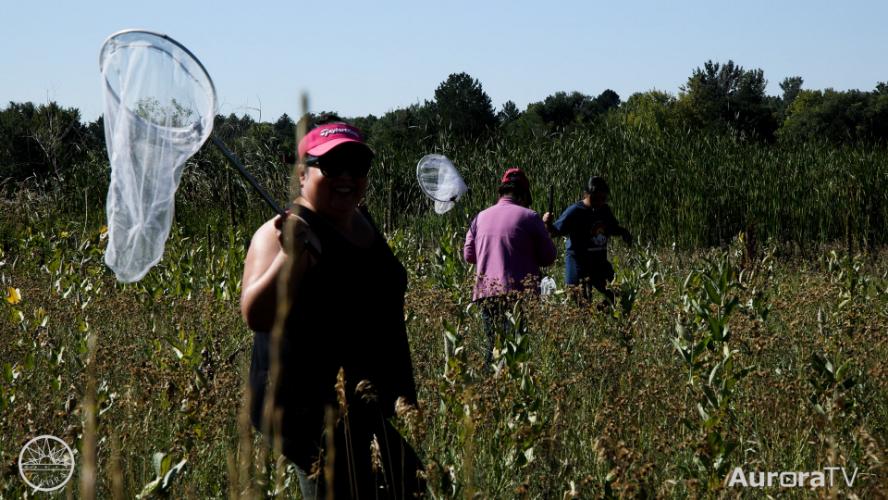 Volunteers Help Tag Butterflies in Aurora