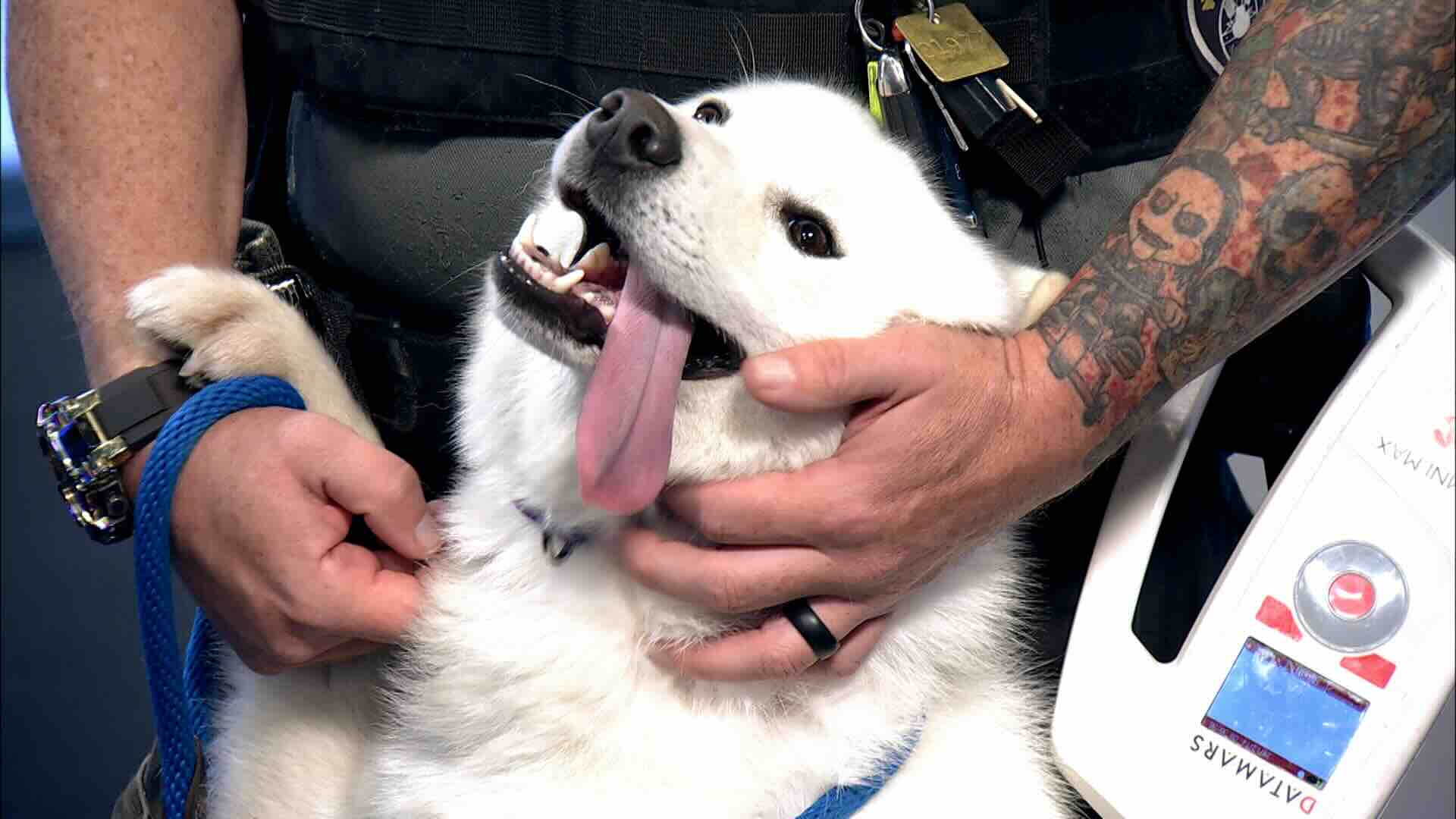 Aurora Animal Shelter Microchip Segment