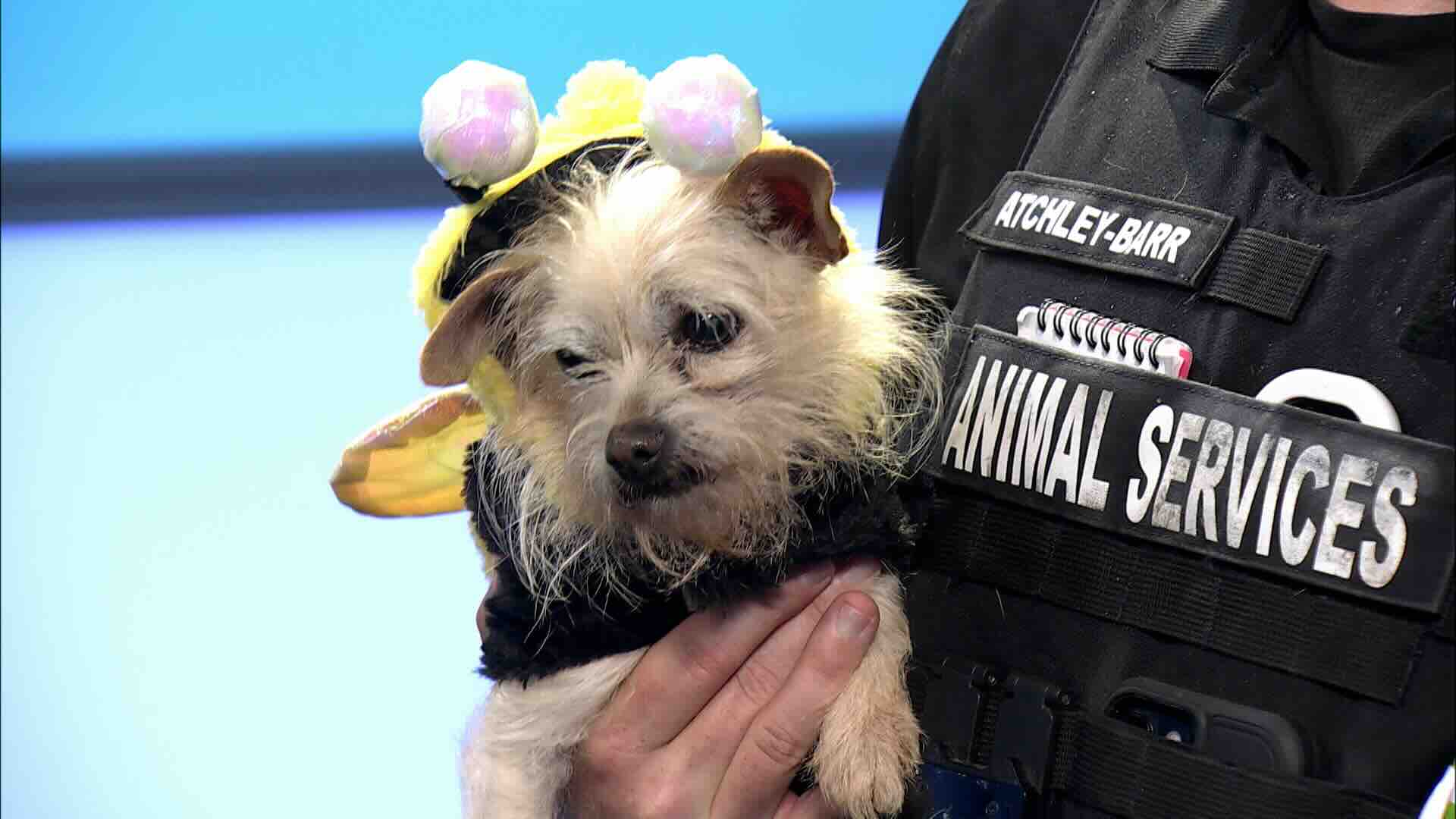 Howl-O-Ween Safety Tips