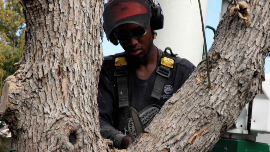 Protect Your Ash Tree from EAB