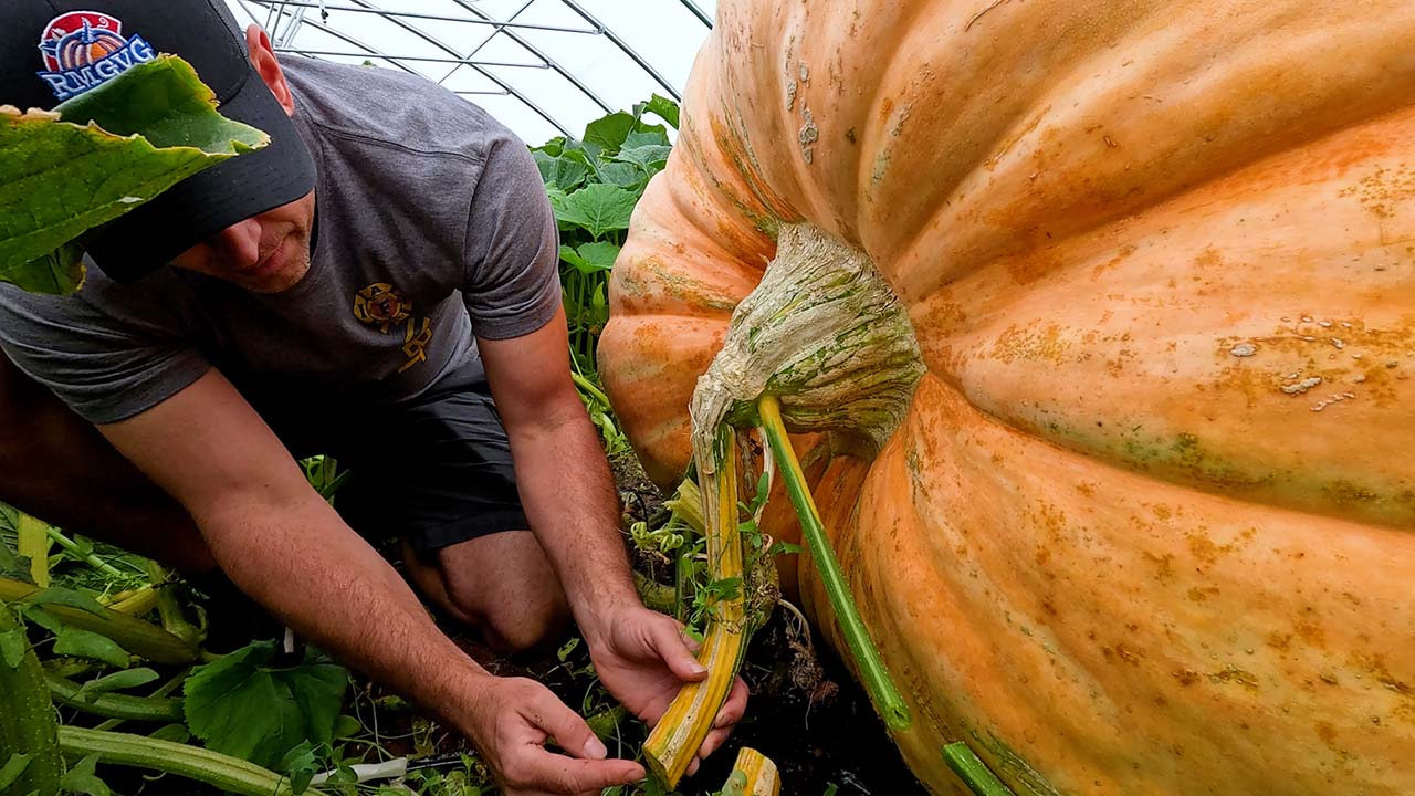 AFR Firefighter Carving A Legacy Growing Giant Pumpkins