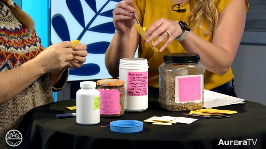  Aurora Native Plant Seed Swap