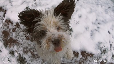 Roger's Romp in the Snow