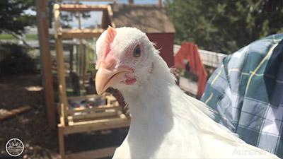 Scoop on the Coop