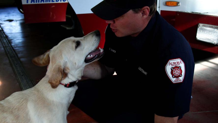 Therapy K-9s on Duty with AFR