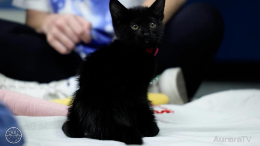 Black Cats Are Beautiful