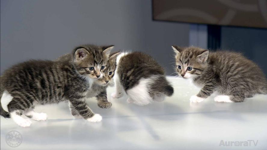 Aurora Animal Shelter Needs Kitten Fosters