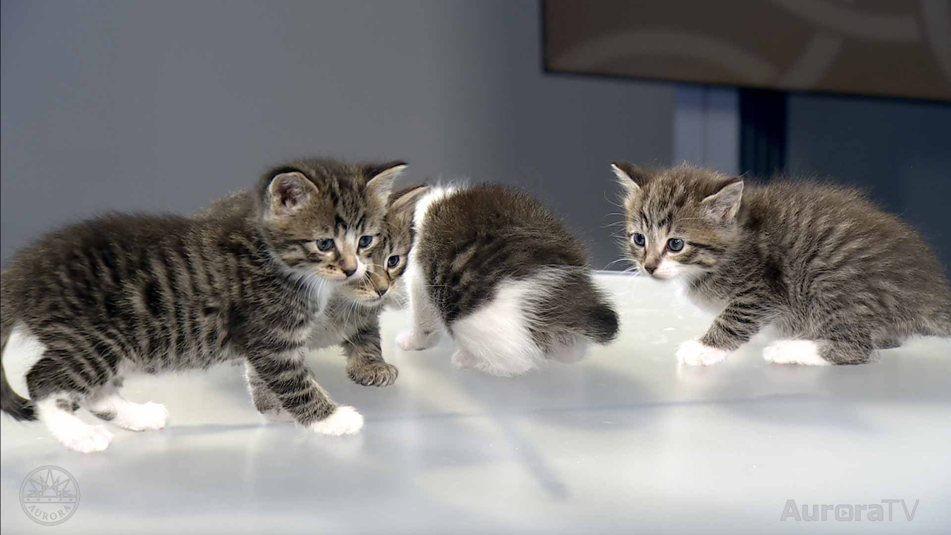 Aurora Animal Shelter Needs Kitten Fosters