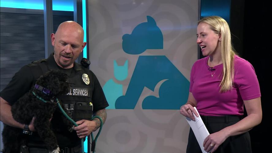 Tips for Animals and Allergies