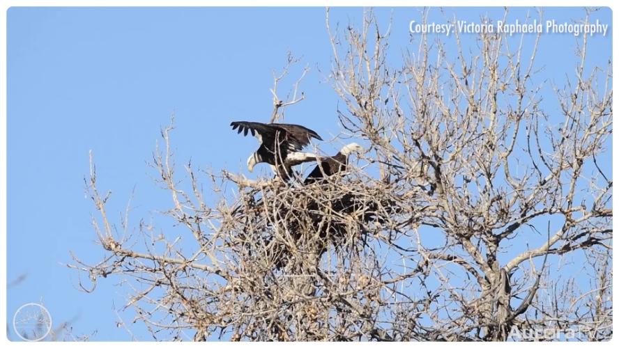 Protecting Our Bald Eagles