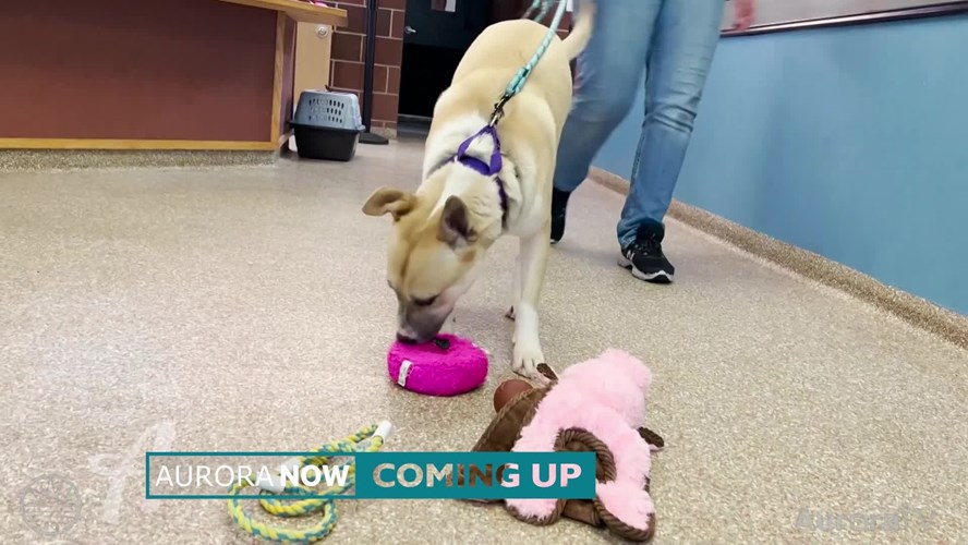 Aurora Now August 17, 2022